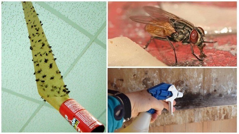 Средства против мух в квартире