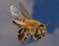 Карпатская пчела пчеломатка