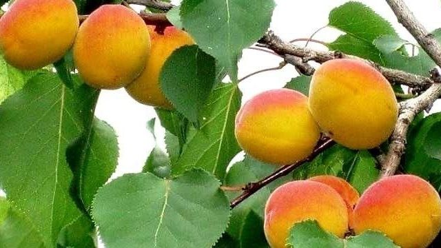 Полезные свойства абрикоса для человека и противопоказания