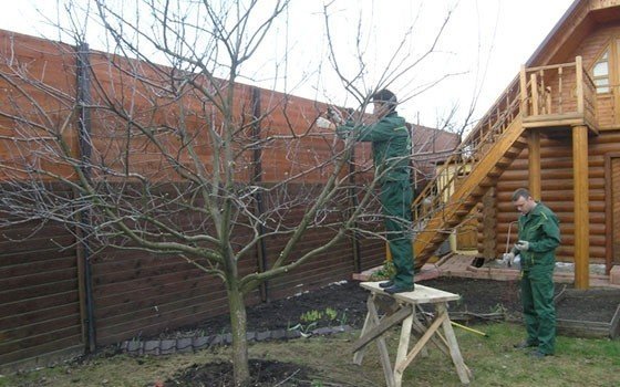 Обрезка деревьев услуги садовника в нижнем новгороде