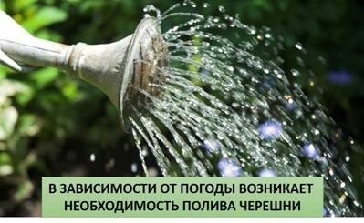 Отстоенная вода для полива растений