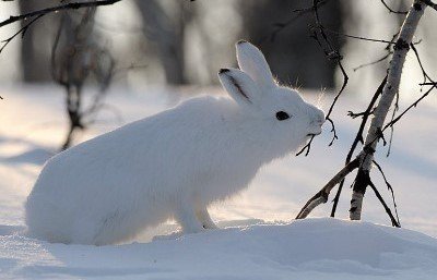 Заяц беляк летом и зимой