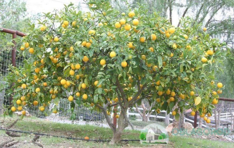 Лимонное дерево астара