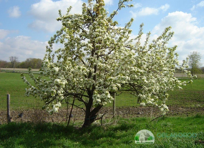 Яблоня сибирская весной