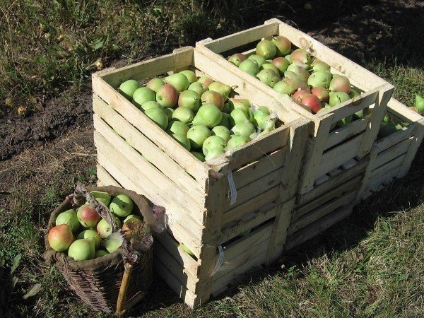Яблоки в деревянном ящике