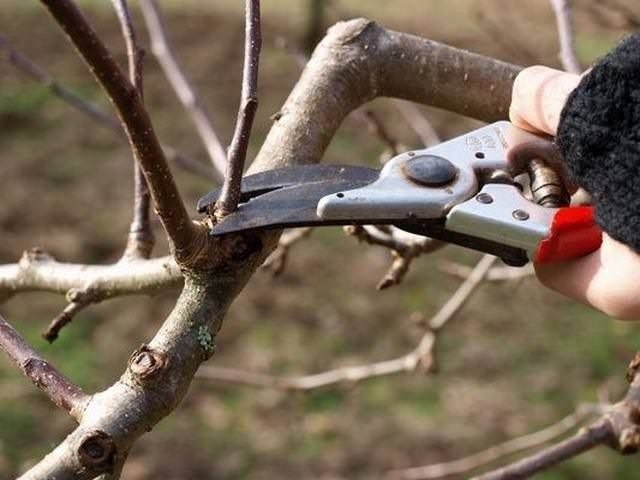 Обрезка плодовых деревьев весной яблони
