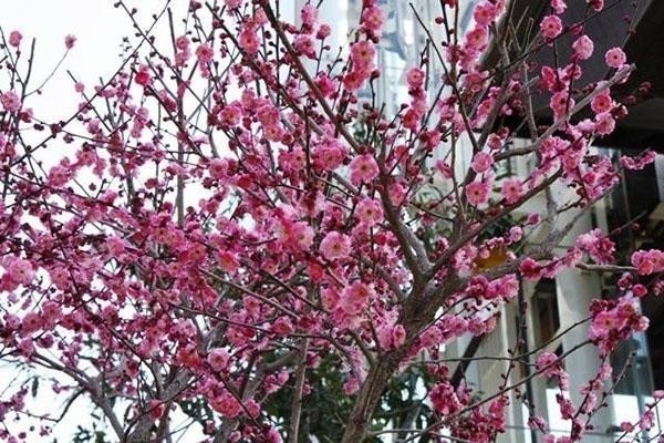 Цветение персикового дерева
