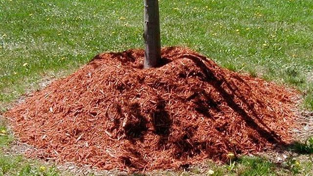 Как эффективно удалить корневую поросль у вишни и сливы