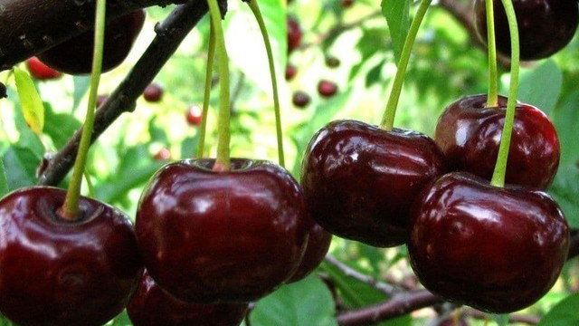 Описание сорта вишни Чернокорка