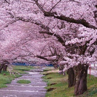 Цветение сакуры в японии сады