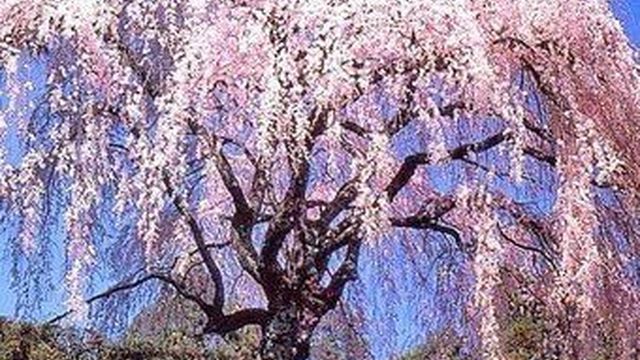 Японская сакура: фото цветов, плодов, листьев, описание видов, сортов дерева и уход за растением