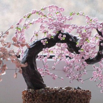 Сакура бисерные деревья бонсай
