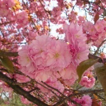 Сакура цветет в японии