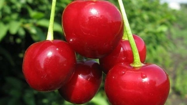 Вишня Уральская Рубиновая: описание сорта, фото, отзывы