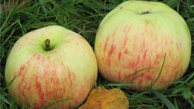 Обилие урожая и прекрасный вкус демонстрирует яблоня Избранница