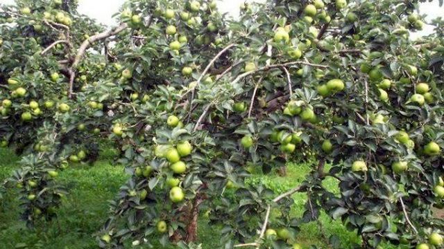 Особенности выращивания карликовой яблони Чудное