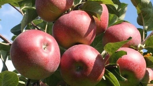 Посадка и уход за эмигранткой из Канады яблоней сорта Лобо