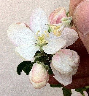 Цветок яблони беларусь