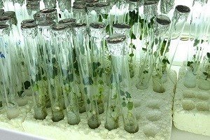 Посадочный материал микроклональное размножение растений in vitro