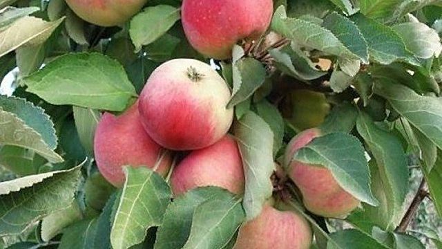 Все о том, как размножить яблоню
