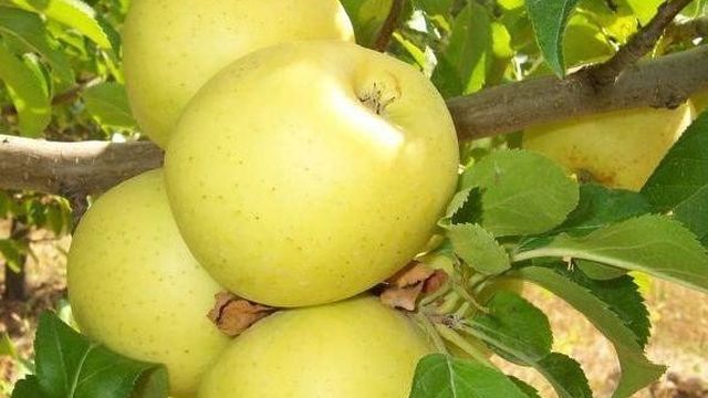 Яблоки медовые: краткое описание, сорта, особенности ухода и выращивание