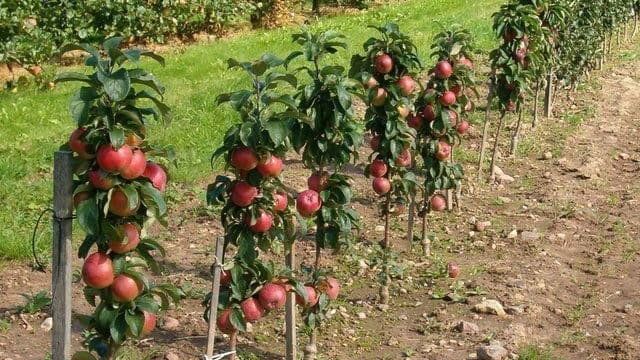 11 низкорослых яблонь — сорта на карликовом подвое для Средней полосы, высота и плодоношение