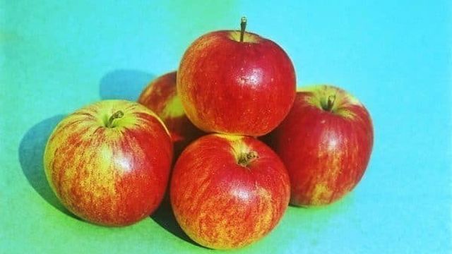 Как ухаживать за яблоней правильно: от посадки саженца до уборки старого дерева