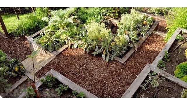 Все про сад и огород на даче: видео, полезные советы практиков по обустройству грядок