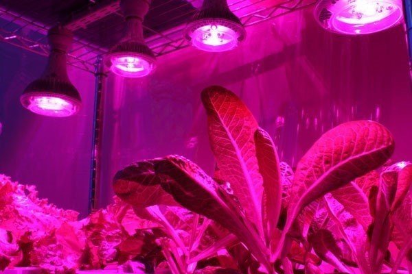 Лампа для растений светодиодная