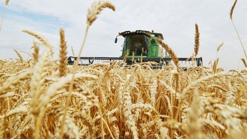 День работников сельского хозяйства пшеница