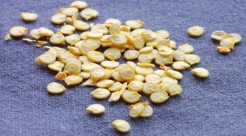 Баклажаны семена и перец семена