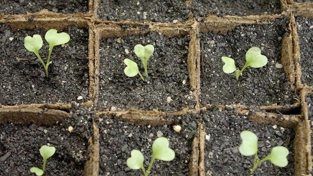 Как вырастить рассаду цветной капусты дома