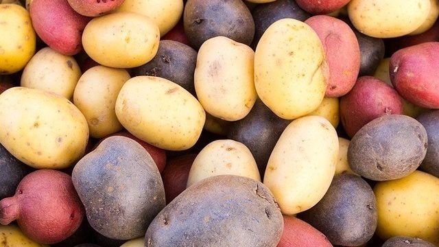 Картофель по сортам и видам: какие самые урожайные и крупные, названия и описание