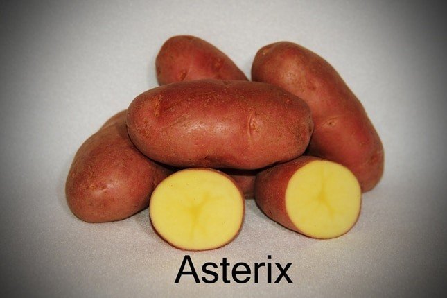Сорт картофеля астерикс
