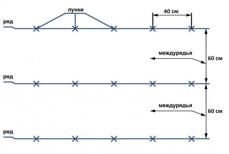 Схема посадки огурцов в теплице расстояние между рядами и в ряду
