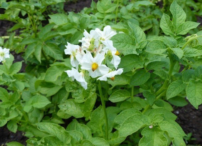 Картофельная ботва цветëт