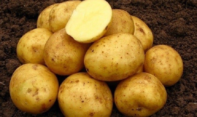 Семенной картофель адретта