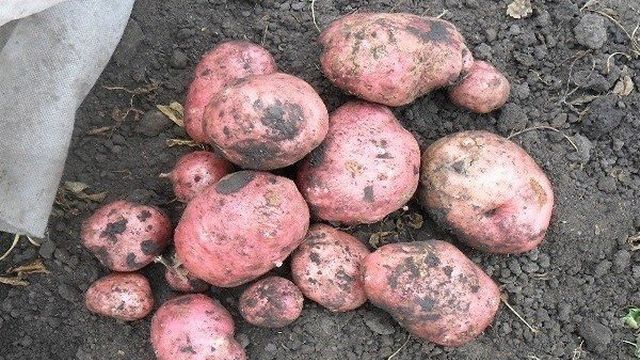 Описание сорта картофеля Любава, особенности выращивания и ухода