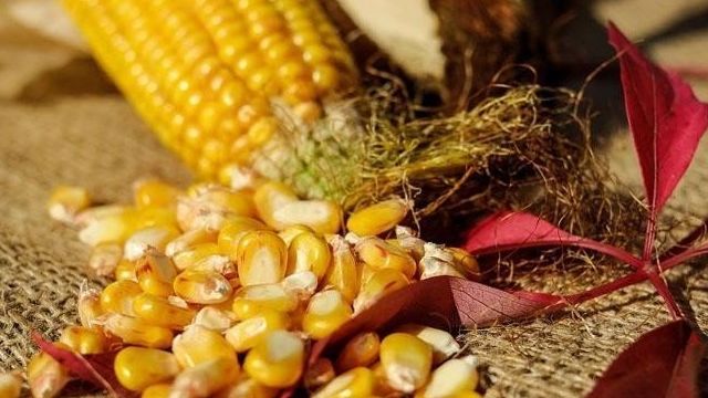 Что можно сажать после кукурузы