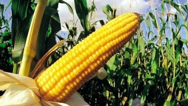 Как правильно выбрать кукурузу