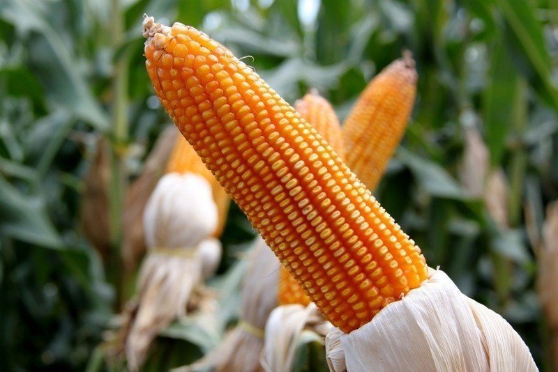 Кукуруза в поле крупным планом