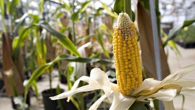 Как вырастить кукурузу на даче в открытом грунте