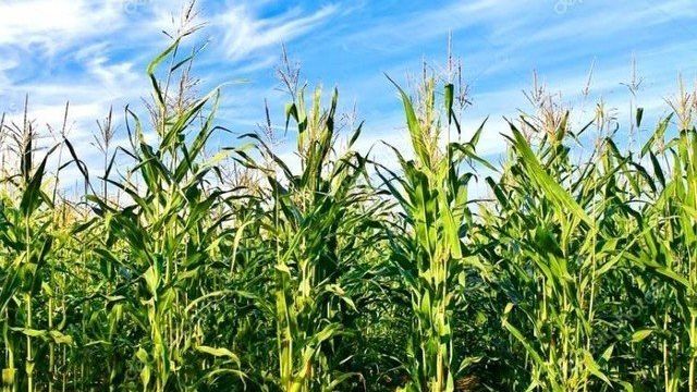 Какая зерновая культура самая урожайная в мире, в каких отраслях используется? История появления кукурузы, полезные свойства и противопоказания кукурузы и кукурузных рылец