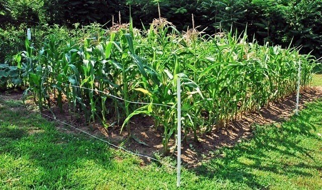 Кукуруза в поле внии кукурузы