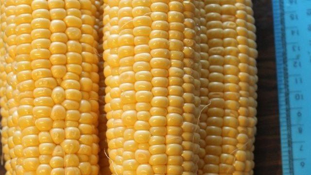 Кукуруза для попкорна: из каких сортов делают, выращивание