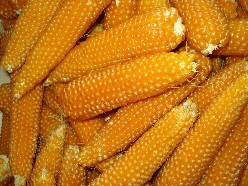 Сорта кукурузы для попкорна