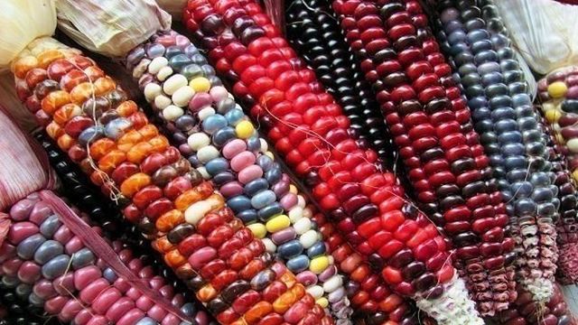 Описание Разноцветной кукурузы, выращивание и уход за растением