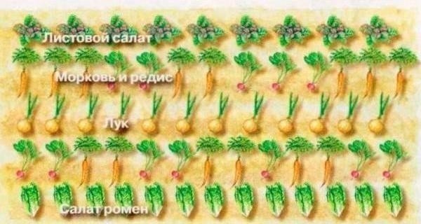 Схема посадки овощей на огороде