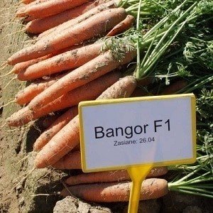 Морковь вита лонга