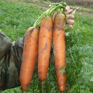 Сорт моркови шаптипе